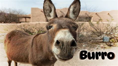 burro translation|what does el burro mean.